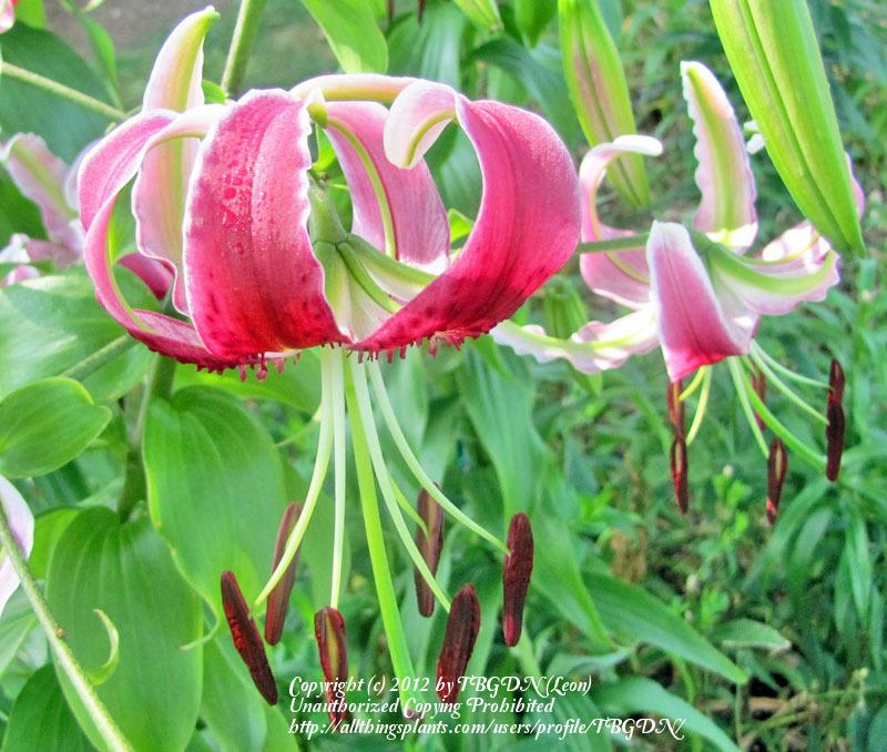 Photo of Lily (Lilium 'Black Beauty') uploaded by TBGDN