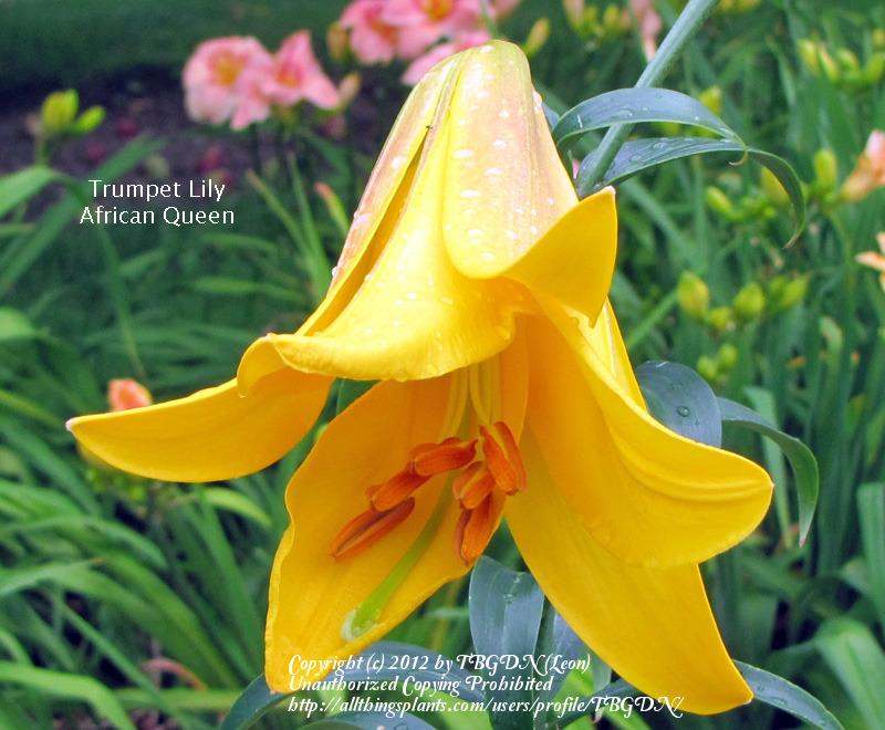 Photo of Lily (Lilium African Queen) uploaded by TBGDN