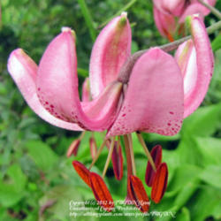 Location: Our Perennial Gardens
Date: June 8, 2010
Martagon Lily In Shade