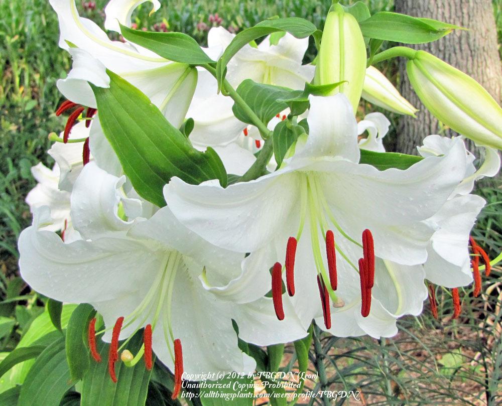 Photo of Oriental Lily (Lilium 'Casa Blanca') uploaded by TBGDN