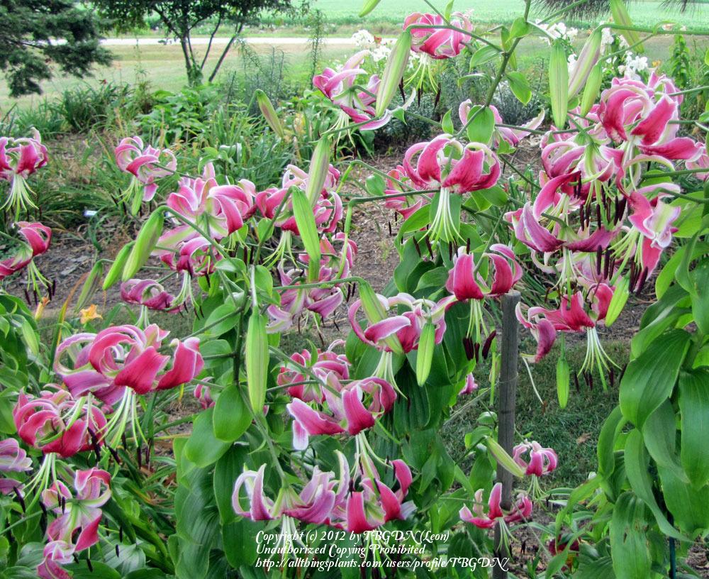 Photo of Lily (Lilium 'Black Beauty') uploaded by TBGDN