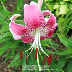 Location: Grows In Several Locations In Our Landscape
Date: August 12, 2011
Lilium speciosum var. rubrum