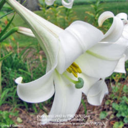Location: Our Perennial Gardens
Date: September 22, 2011
Lilium formosanum