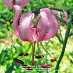 Location: Our Perennial Gardens
Date: June 2011
Martagon Lily In Shade