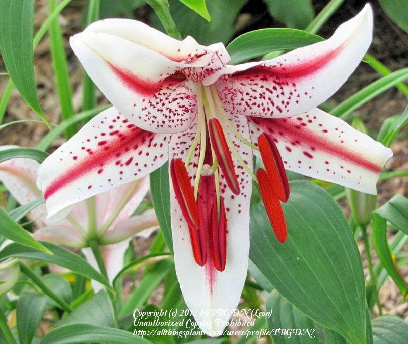 Photo of Oriental Lily (Lilium 'Dizzy') uploaded by TBGDN