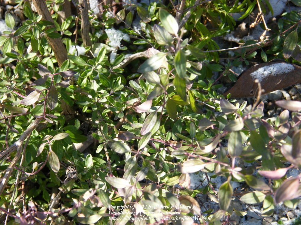 Photo of Autumn Sage (Salvia greggii 'Black Cherry') uploaded by Marilyn