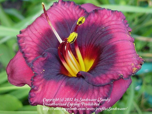Photo of Daylily (Hemerocallis 'Spacecoast Technical Knock Out') uploaded by Seedsower
