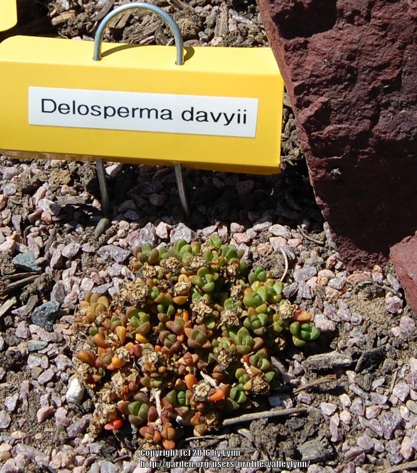 Photo of Ice Plant (Delosperma davyi) uploaded by valleylynn