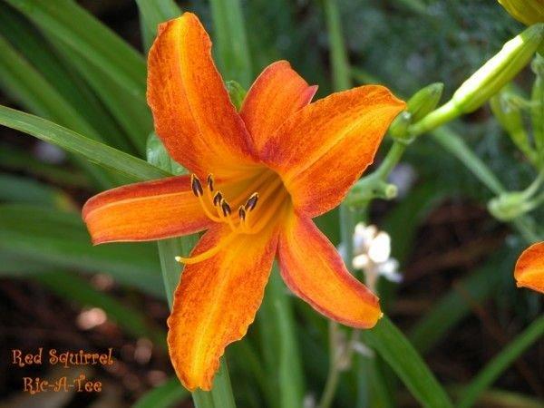 Photo of Daylily (Hemerocallis 'Red Squirrel') uploaded by vic