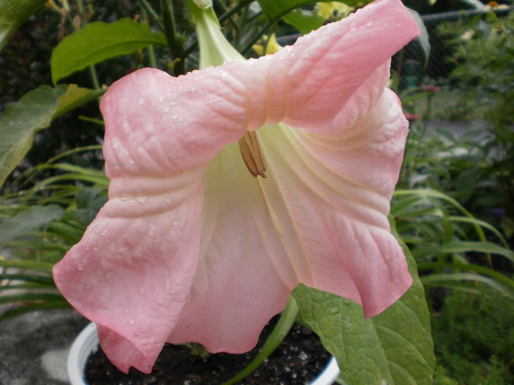 Photo of Angel's Trumpets (Brugmansia) uploaded by SongofJoy