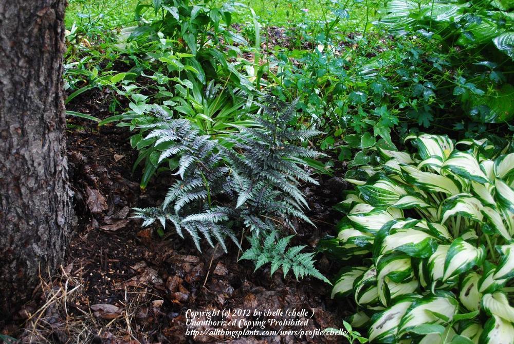 Photo of Japanese Painted Fern (Anisocampium niponicum) uploaded by chelle