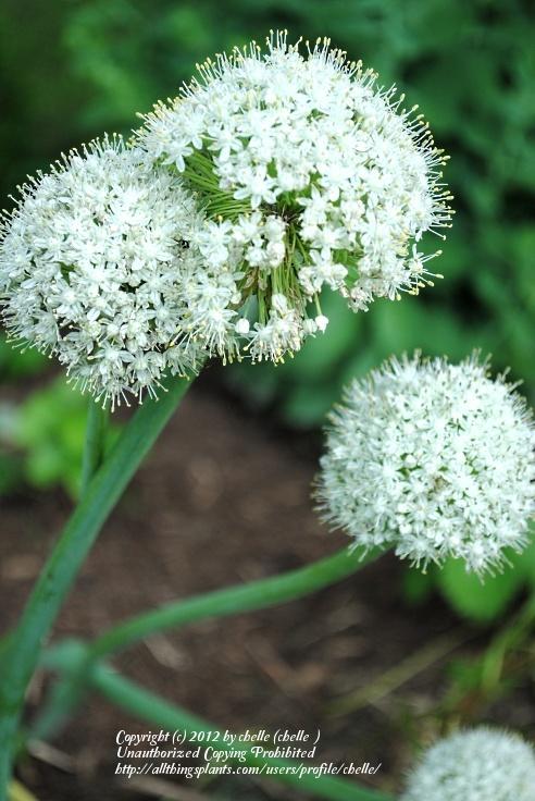 Photo of Onions (Allium cepa) uploaded by chelle