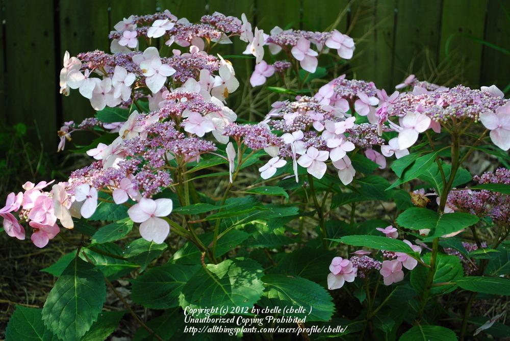 Photo of Lacecap Hydrangea (Hydrangea macrophylla Endless Summer® Twist-n-Shout®) uploaded by chelle