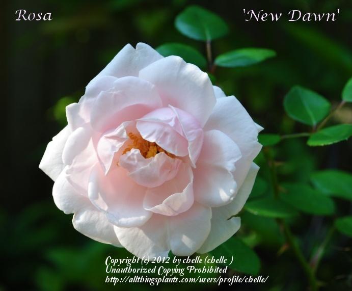 Photo of Rose (Rosa 'New Dawn') uploaded by chelle