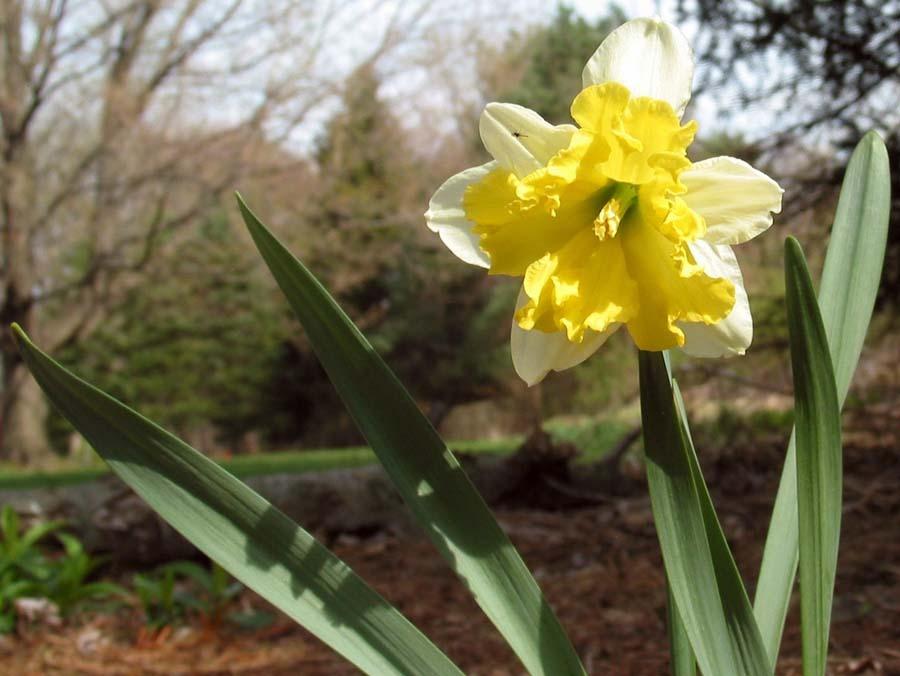 Photo of Daffodils (Narcissus) uploaded by eclayne