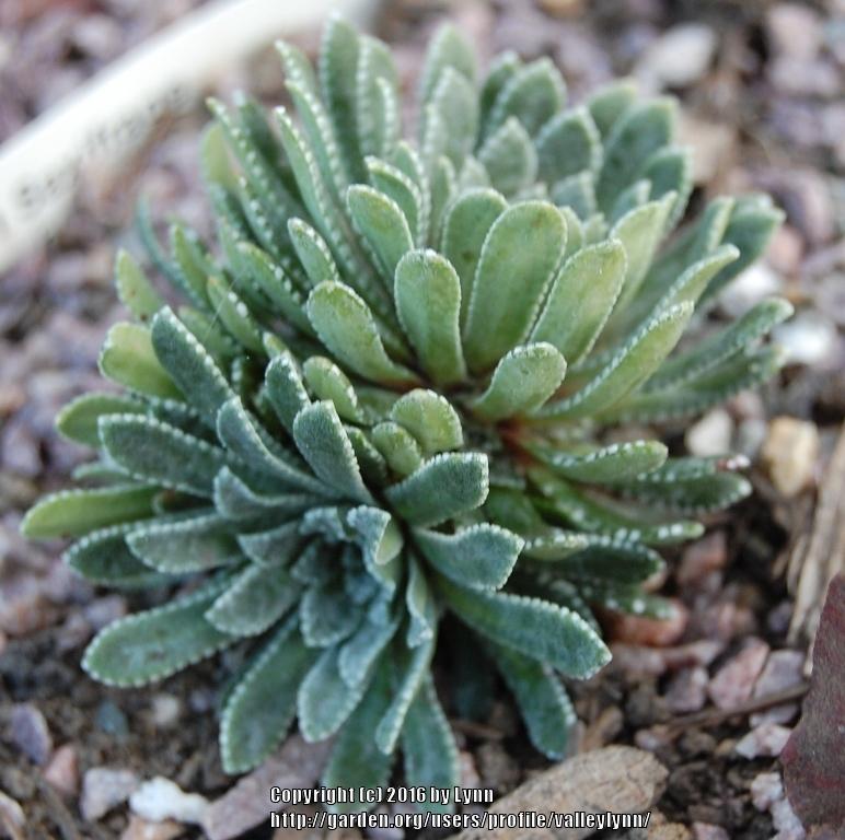 Photo of Encrusted Saxifrage (Saxifraga longifolia) uploaded by valleylynn