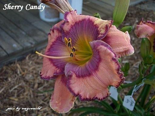 Photo of Daylily (Hemerocallis 'Sherry Candy') uploaded by vic