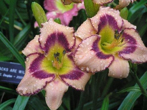 Photo of Daylily (Hemerocallis 'South of the Border') uploaded by vic