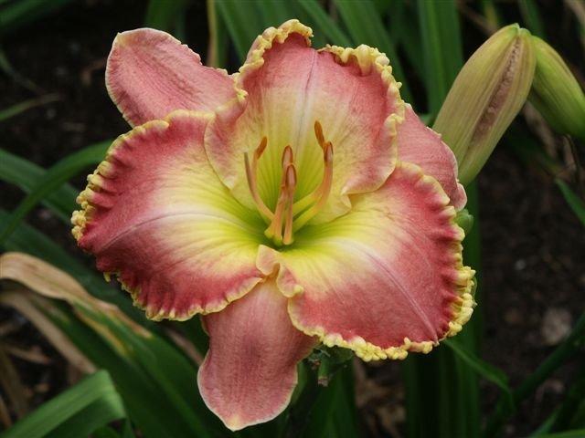 Photo of Daylily (Hemerocallis 'Sheer Excitement') uploaded by vic