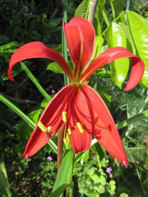 Photo of Aztec Lily (Sprekelia formosissima) uploaded by GoneTropical