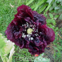 
Mine have never really grown into a round, full peony type bloom
