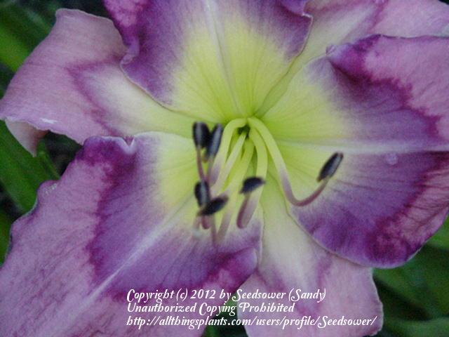 Photo of Daylily (Hemerocallis 'Suddenly Blue') uploaded by Seedsower