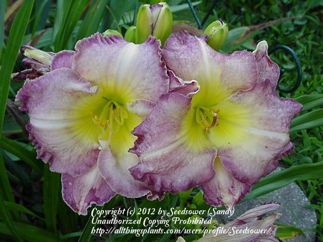 Photo of Daylily (Hemerocallis 'Seal of Approval') uploaded by Seedsower
