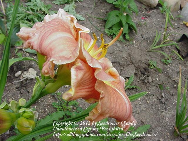 Photo of Daylily (Hemerocallis 'Sunset Blush') uploaded by Seedsower