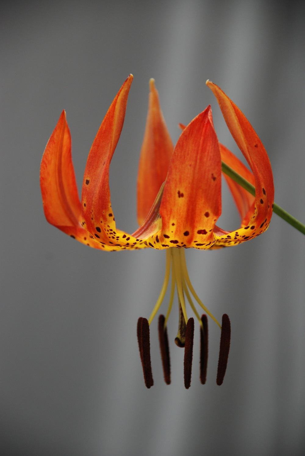 Photo of Lily (Lilium superbum) uploaded by bearsearch