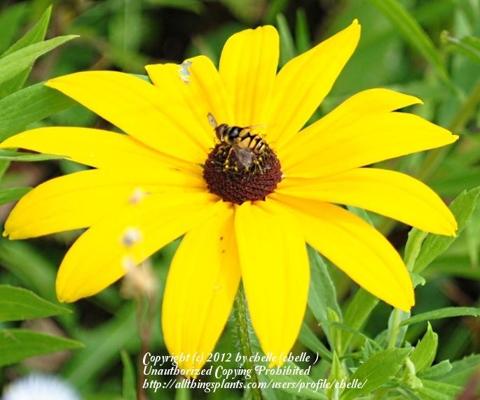 Photo of Black Eyed Susans (Rudbeckia) uploaded by chelle