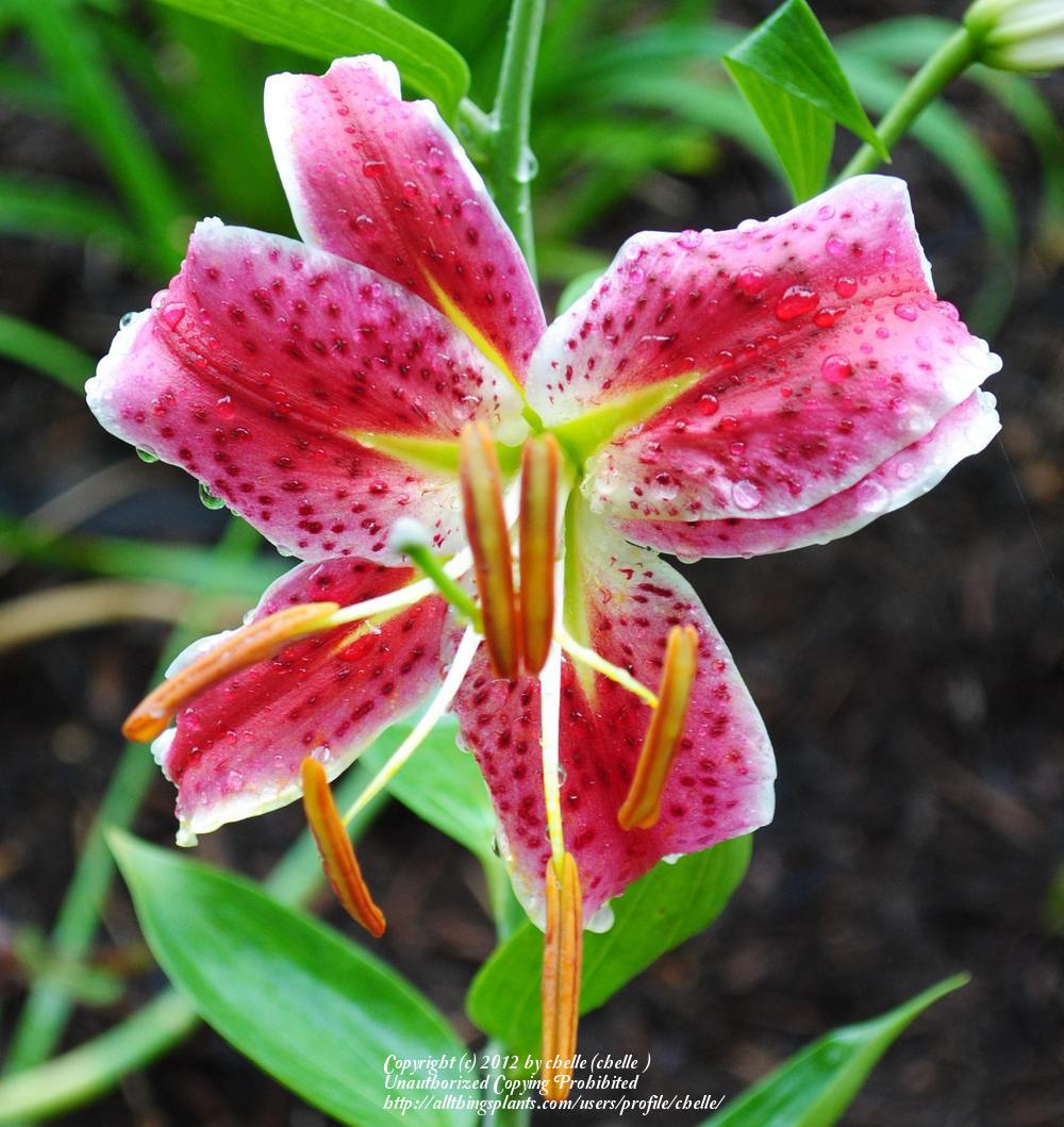 Photo of Oriental Lily (Lilium 'Star Gazer') uploaded by chelle