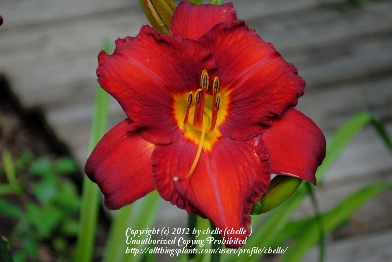 Photo of Daylily (Hemerocallis 'Frankly Scarlet') uploaded by chelle