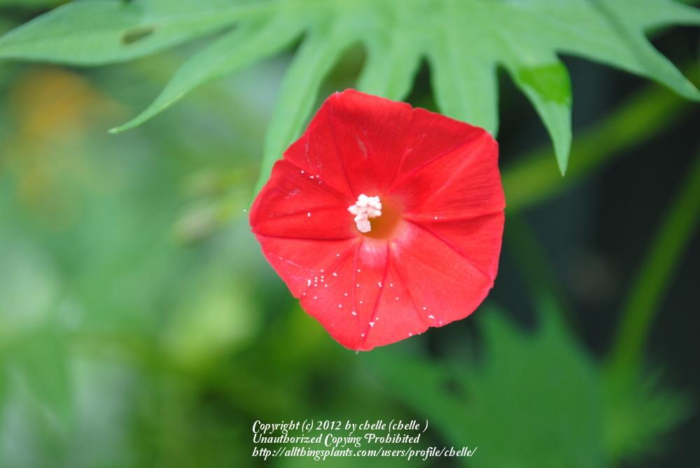 Photo of Cardinal Climber (Ipomoea x multifida) uploaded by chelle