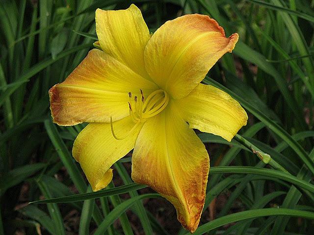 Photo of Daylily (Hemerocallis 'Valley Monster') uploaded by vic
