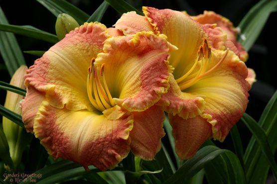 Photo of Daylily (Hemerocallis 'Spring Garden Greetings') uploaded by vic