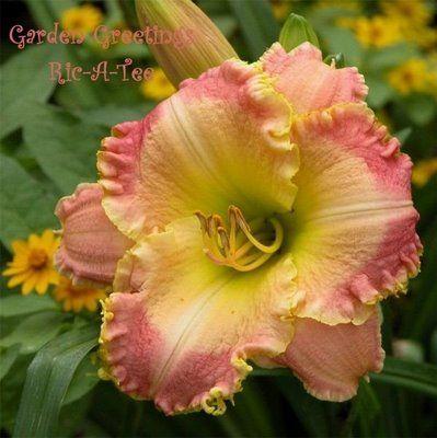 Photo of Daylily (Hemerocallis 'Spring Garden Greetings') uploaded by vic