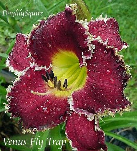 Photo of Daylily (Hemerocallis 'Venus Flytrap') uploaded by vic