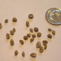 
Date: 2012
Salad Burnet seeds