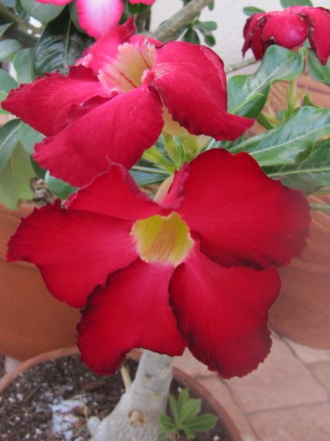 Photo of Desert Rose (Adenium obesum 'Arrogant') uploaded by GoneTropical
