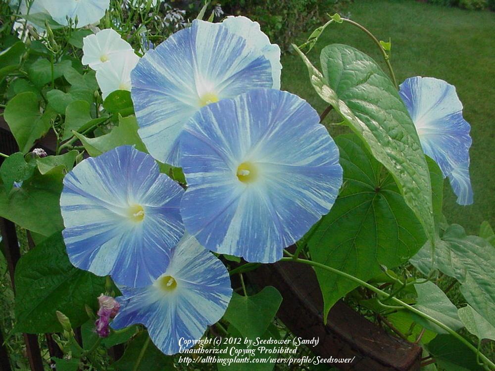 Photo of Morning Glory (Ipomoea tricolor 'Flying Saucers') uploaded by Seedsower