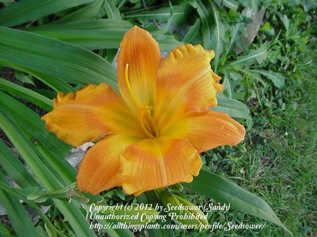 Photo of Daylily (Hemerocallis 'Handsome Ross Carter') uploaded by Seedsower