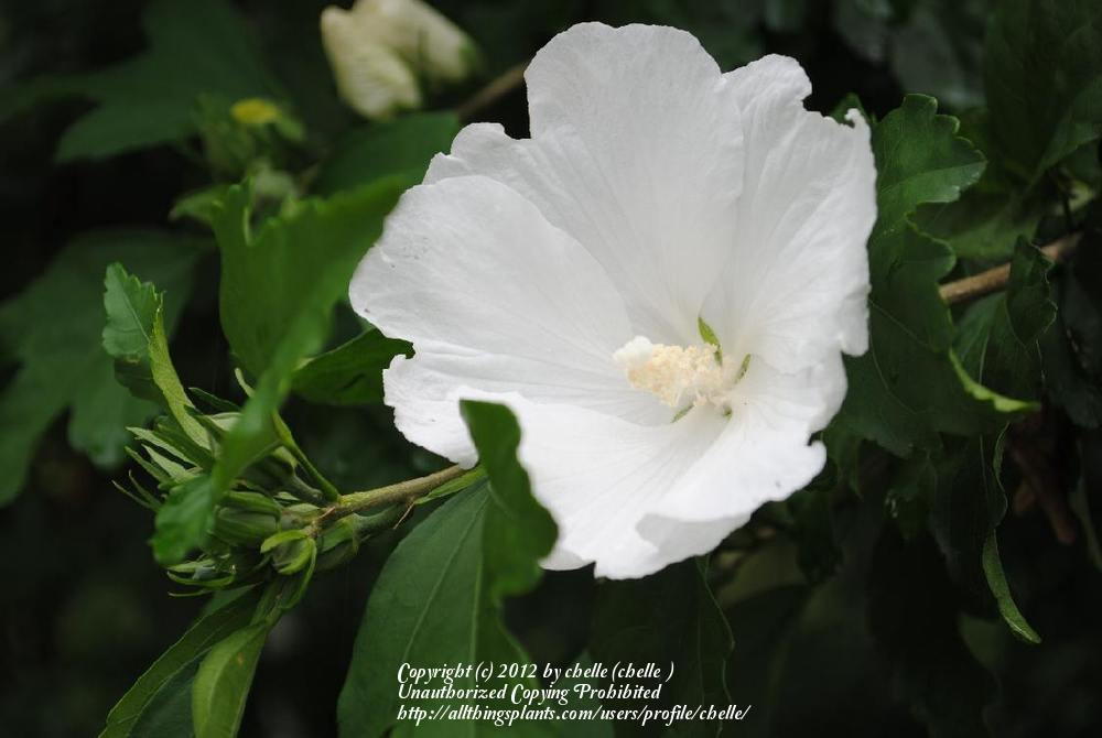 Photo of Roses of Sharon (Hibiscus syriacus) uploaded by chelle