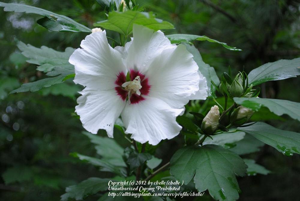 Photo of Roses of Sharon (Hibiscus syriacus) uploaded by chelle