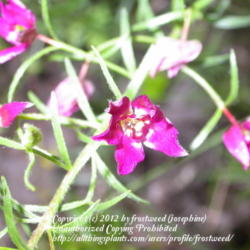 Location: Fort Worth Nature Center.
Date: Spring 2010
The lovely pink flower.