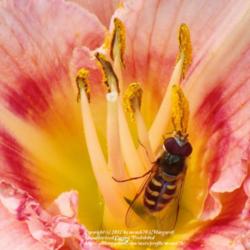 Location: My zone 3a garden
Date: 2010-08-23
#Pollination