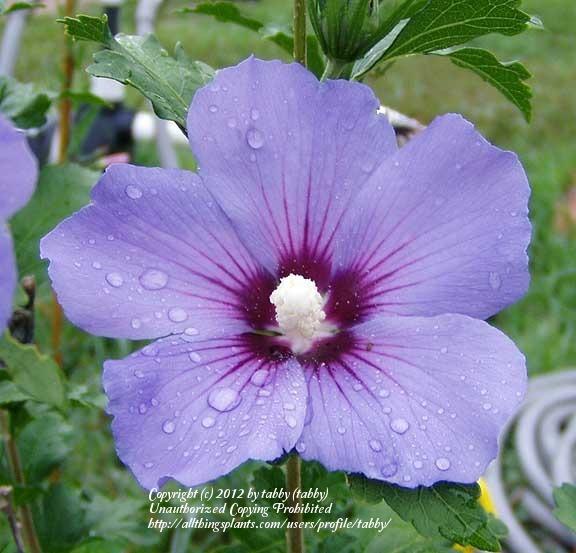 Photo of Rose of Sharon (Hibiscus syriacus Blue Satin®) uploaded by tabby