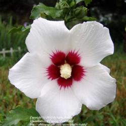 Location: My garden, Arvada, Colorado
Date: 2007-09-20
Lil' Kim, miniature Rose of Sharon, puchased from Garden Crossing