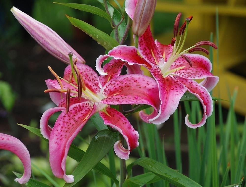 Photo of Oriental Lily (Lilium 'Star Gazer') uploaded by bearsearch