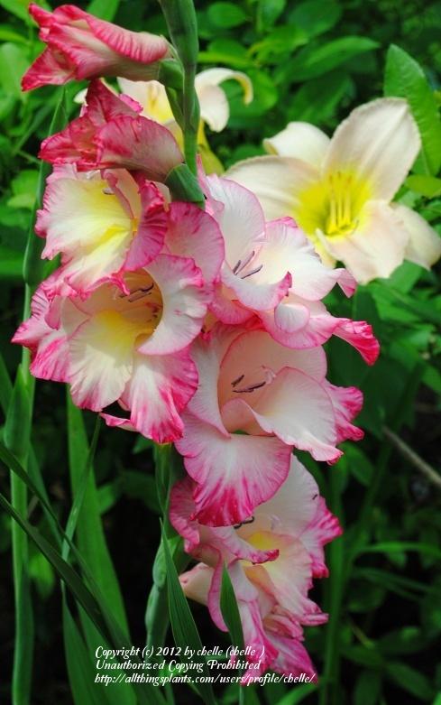 Photo of Hybrid Gladiola (Gladiolus x gandavensis 'Priscilla') uploaded by chelle