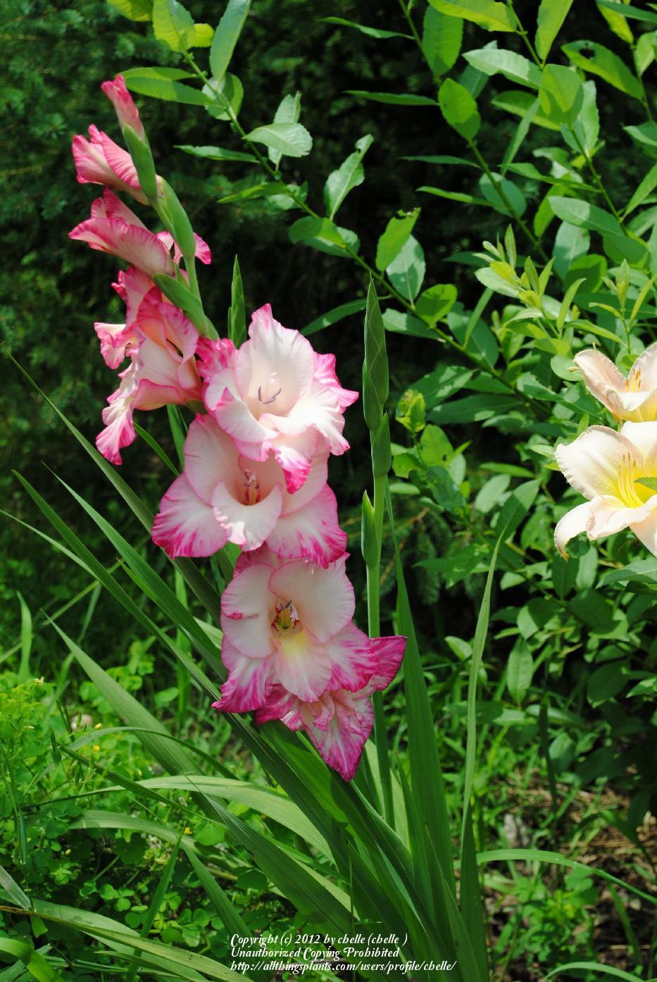 Photo of Hybrid Gladiola (Gladiolus x gandavensis 'Priscilla') uploaded by chelle